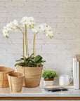 Phalaenopsis Orchid Mini Garden Drop-In 16"