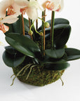 Phalaenopsis Orchid Bowl Drop-In 18.5"