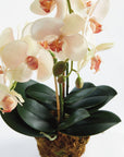 Phalaenopsis Orchid Drop-In 23"