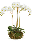 Phalaenopsis Orchid Mini Garden Drop-In 16"