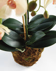 Phalaenopsis Orchid Drop-In 23"