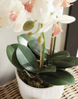 Phalaenopsis Orchid Drop-In 23"