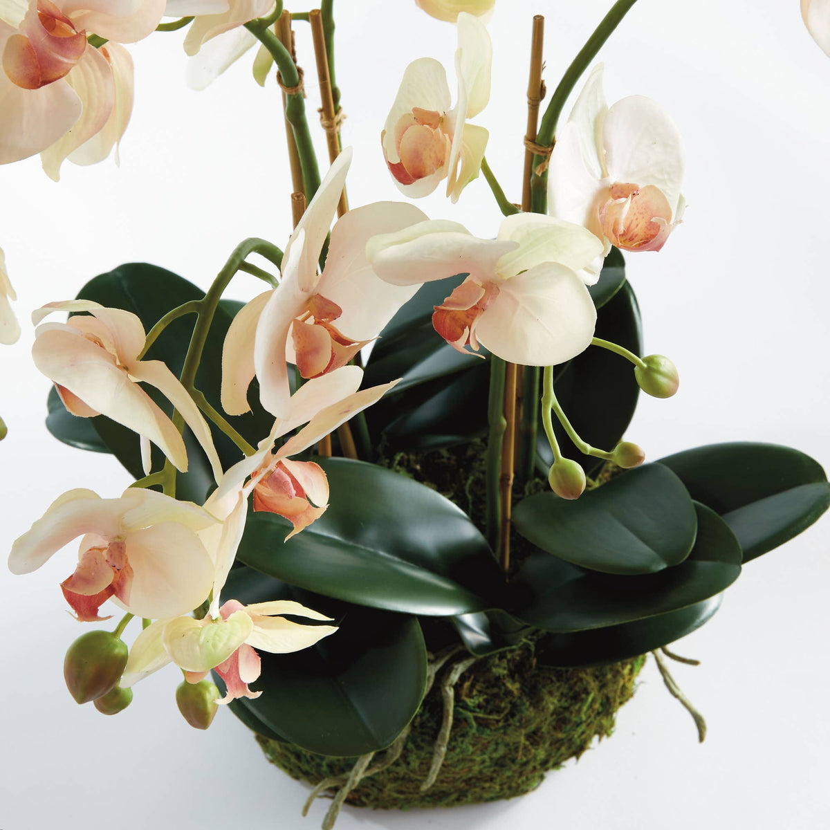 Phalaenopsis Orchid Bowl Drop-In 18.5"