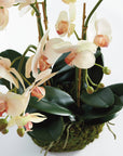 Phalaenopsis Orchid Bowl Drop-In 18.5"