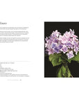 Hydrangeas: Beautiful Varieties For Home & Garden