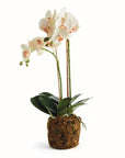 Phalaenopsis Orchid Drop-In 23"