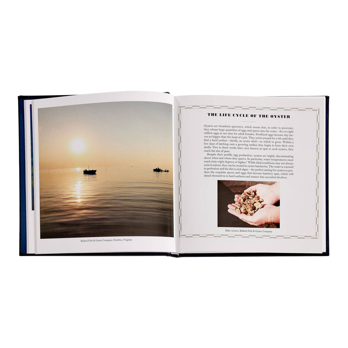 Oysters: A Celebration in the Raw Leather-Bound
