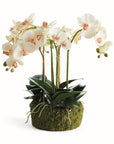 Phalaenopsis Orchid Bowl Drop-In 18.5"