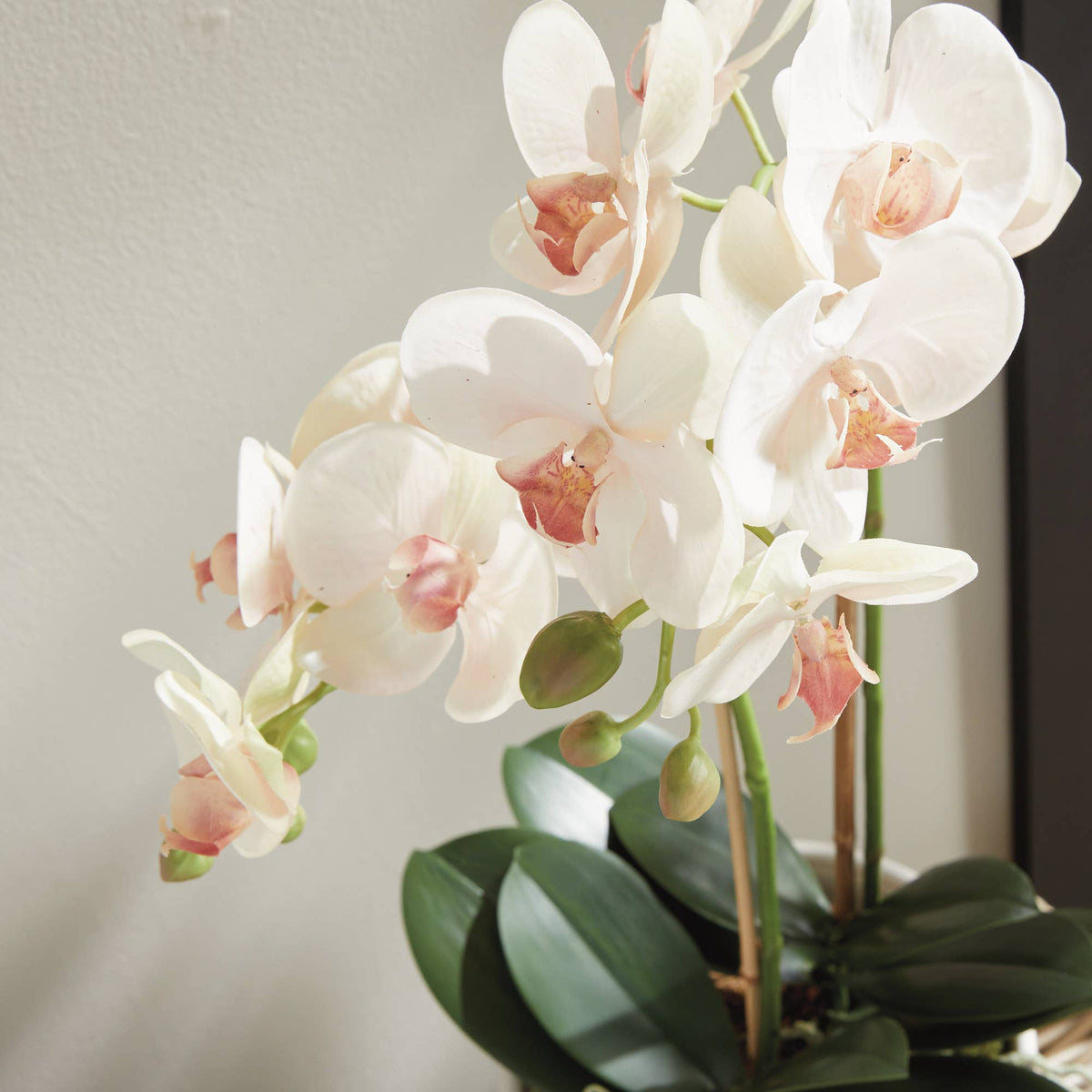 Phalaenopsis Orchid Drop-In 23"