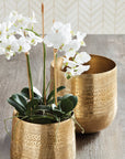 Phalaenopsis Orchid Mini Garden Drop-In 16"